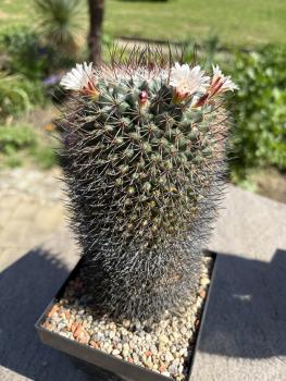 Mammillaria carnea